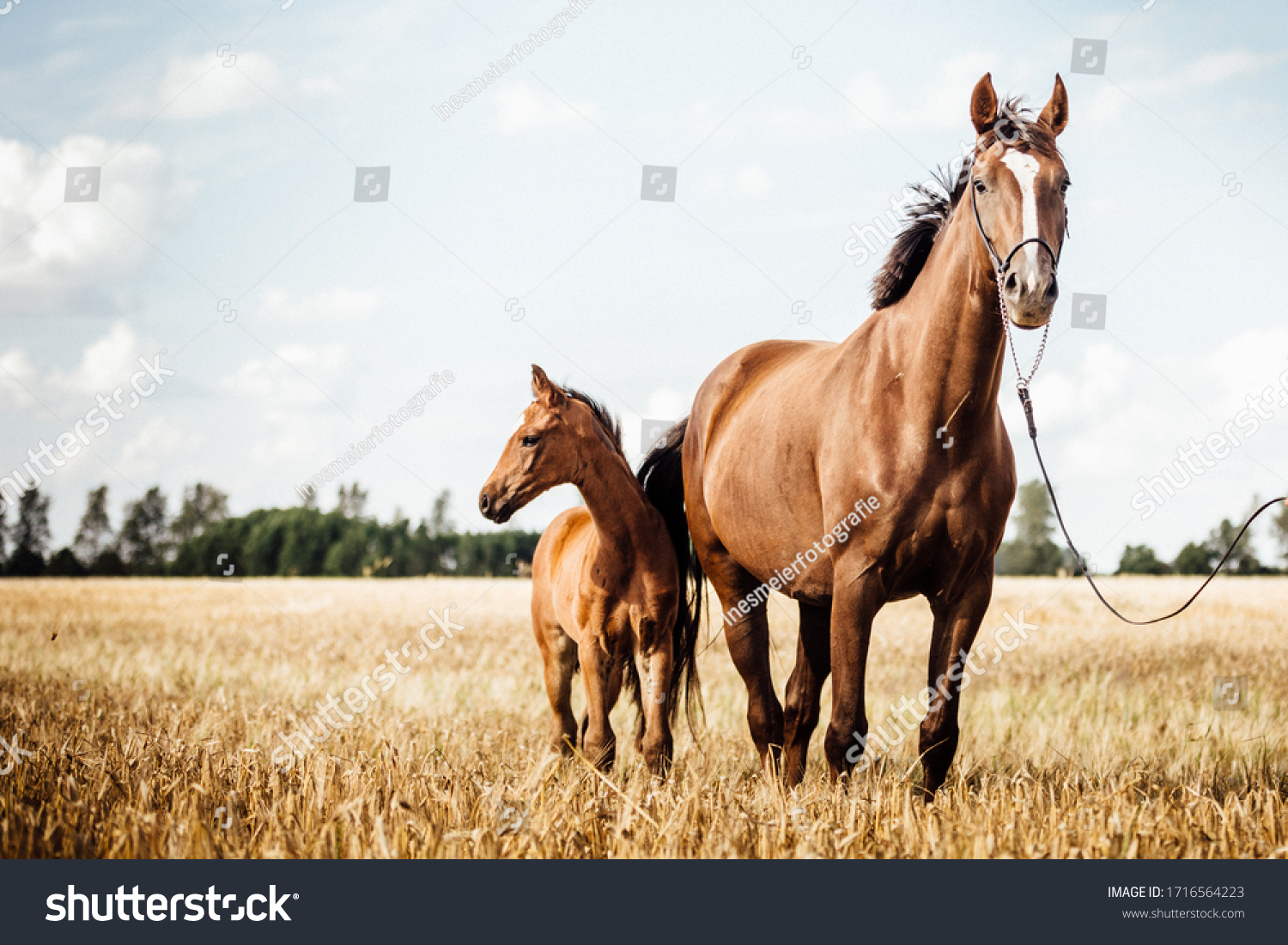 Horse Stud and her beautiful foal on a field #1716564223