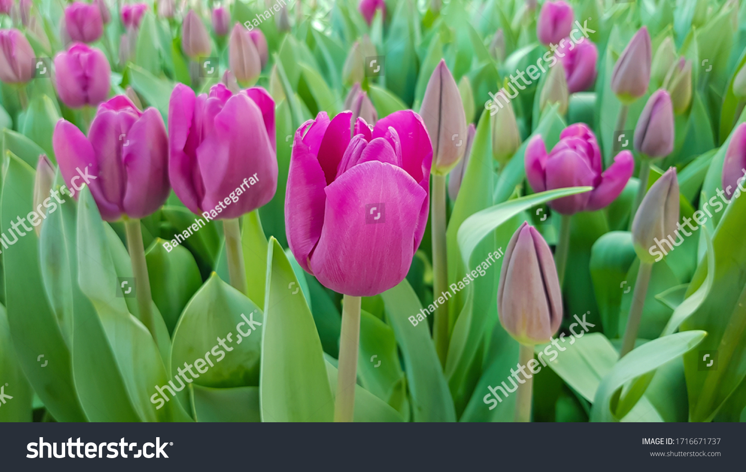 Magenta tulips against green foliage. Purple tulips background. Tulips backdrop. Purple floral background. Purple tulip blooms. Blooming tulips. Purple tulip buds. #1716671737