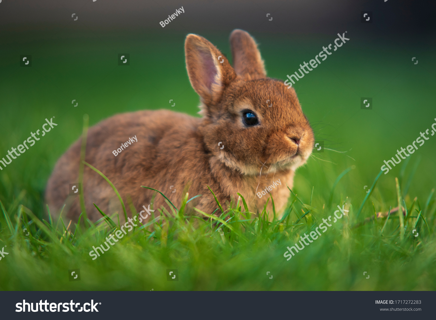 Cute little dwarf rabbit on a green grass. Baby rabbit with black eyes. Eastern bunny. Nice pet for kids. Rabbit isolated #1717272283