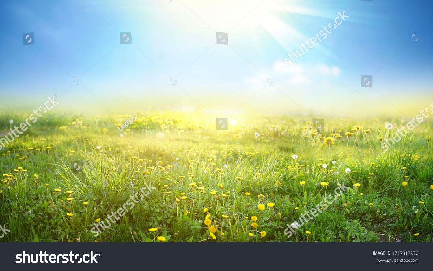 Beautiful meadow field with fresh grass and yellow dandelion flowers in nature against a blurry blue sky with clouds. Summer spring natural landscape. #1717317970
