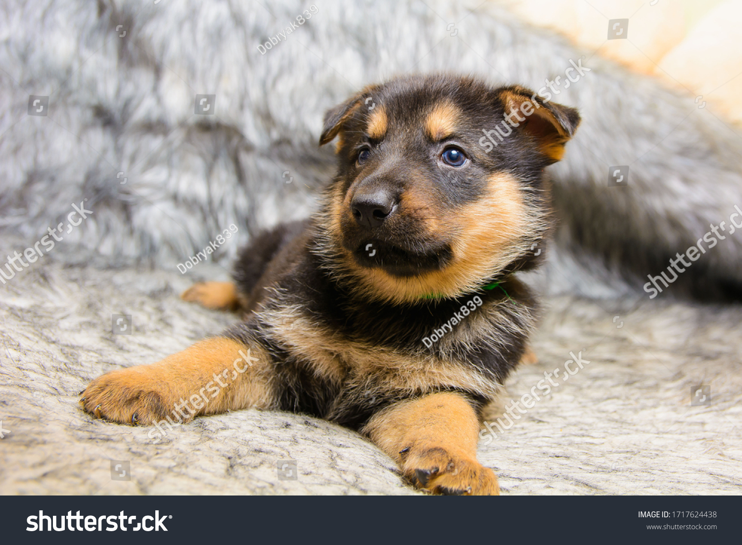 Funny portrait of a cute puppy on the couch. New beloved family member. Little dog barks at home and waits #1717624438