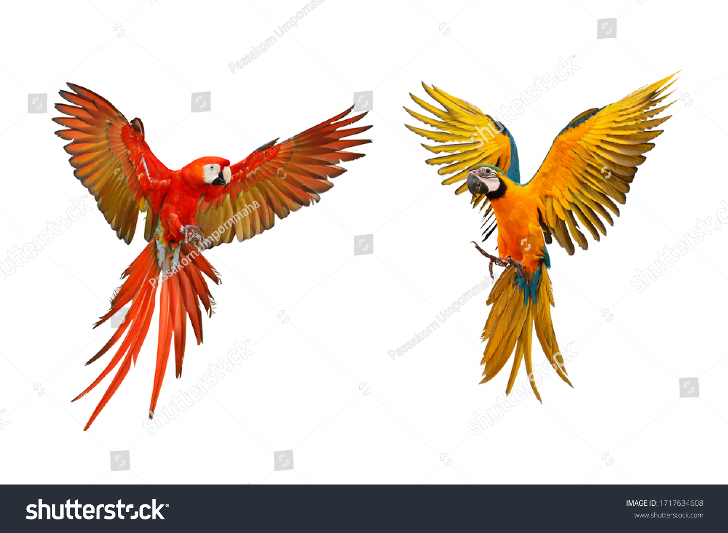 Colorful macaw parrots isolated on white, Scarlet macaw and Blue and gold macaw #1717634608