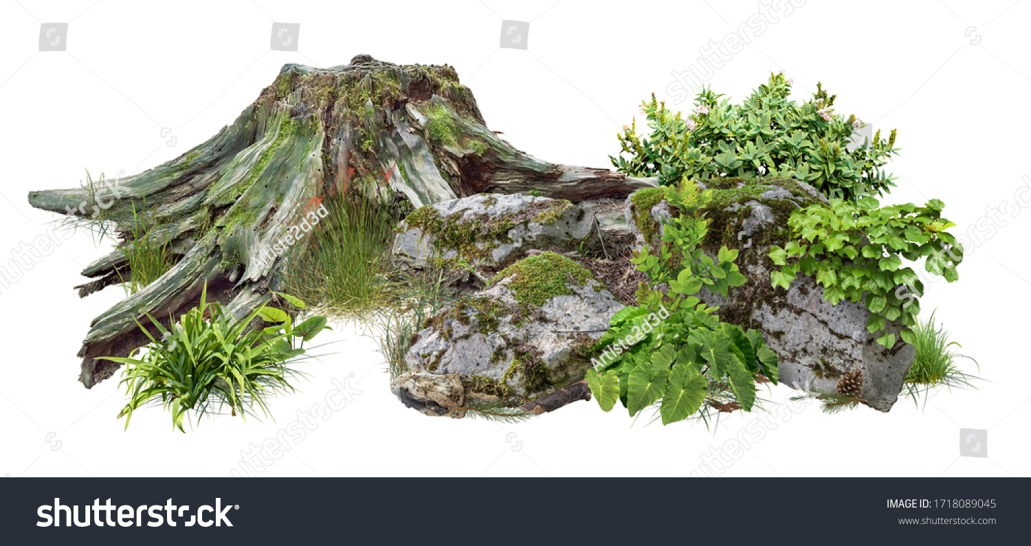 Cut out tree stump. Mossy tree roots. Old tree stub surrounded by green foliage. Dead tree isolated on white background. High quality clipping mask. #1718089045