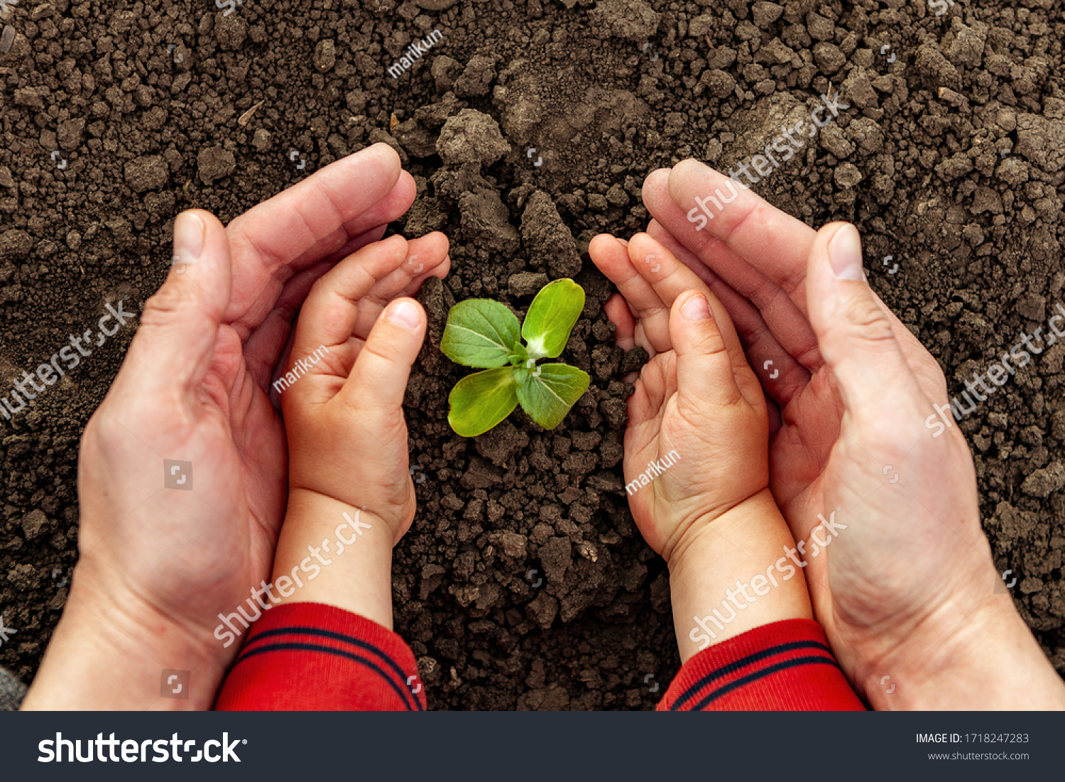A young man and a child hold a small tree in their hands. Concept of world environment day. Four hands hold a light green tree. Father and son plant a plant #1718247283