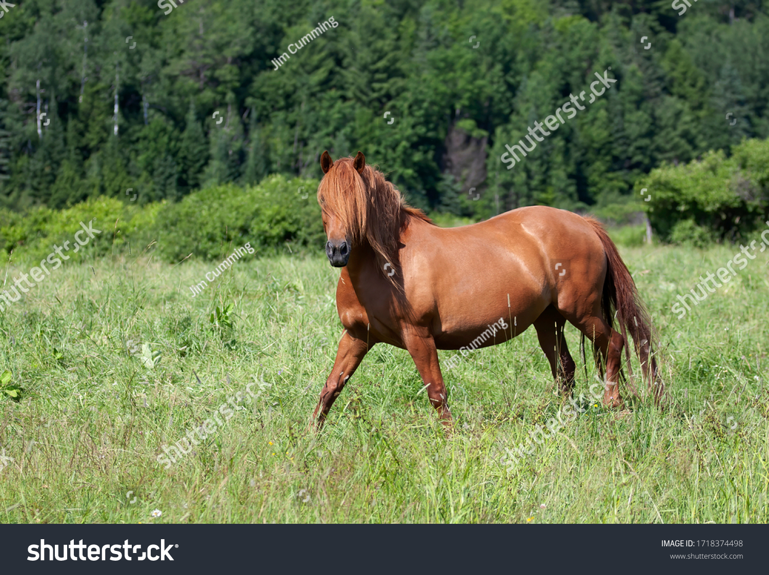 Brown horse with beautiful mane walking through a meadow in Quebec, Canada #1718374498