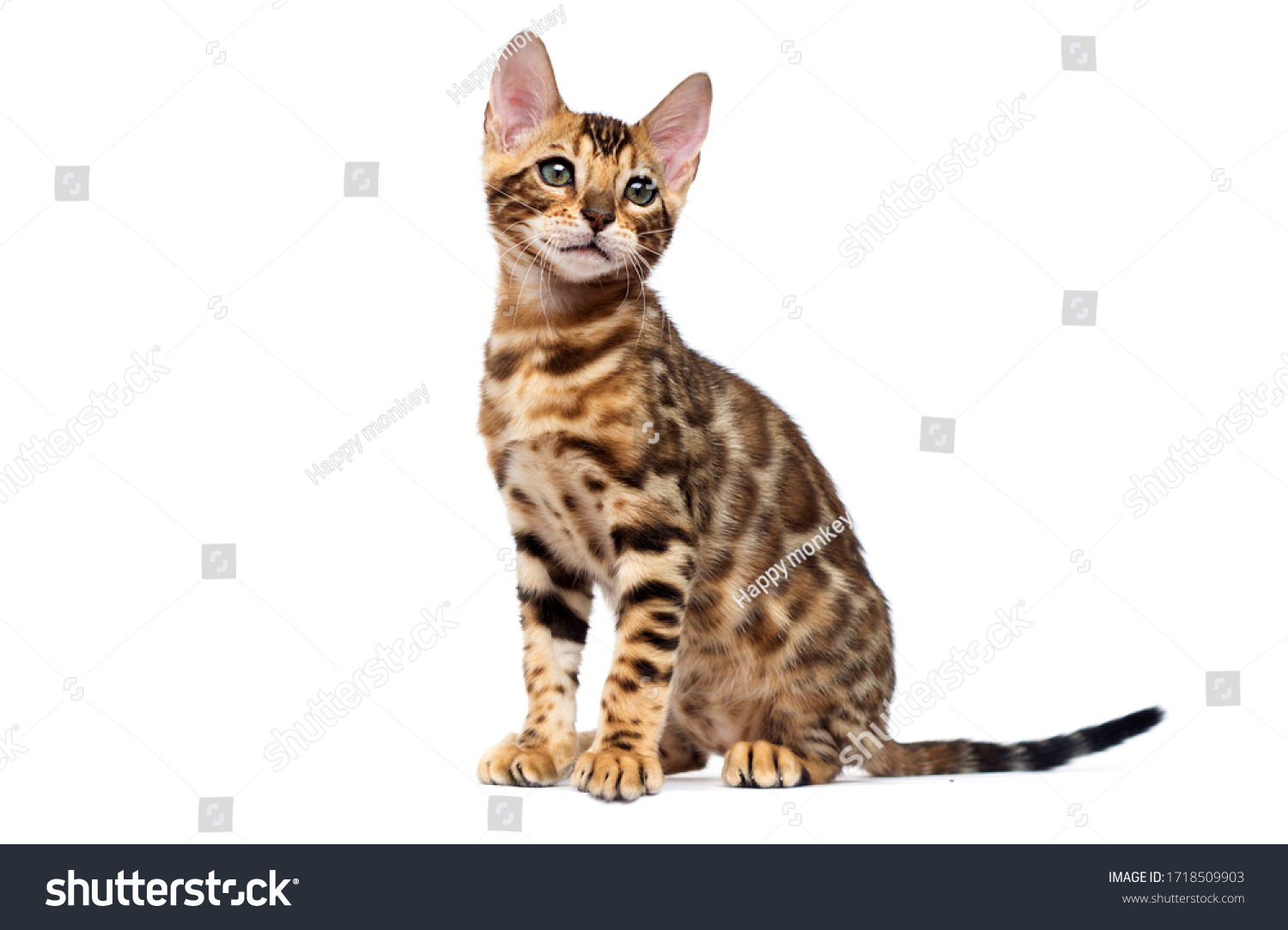 bengal cat sitting in full growth on a white background #1718509903