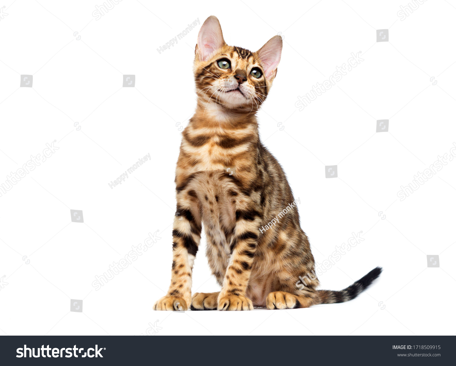 bengal cat sitting on a white background #1718509915