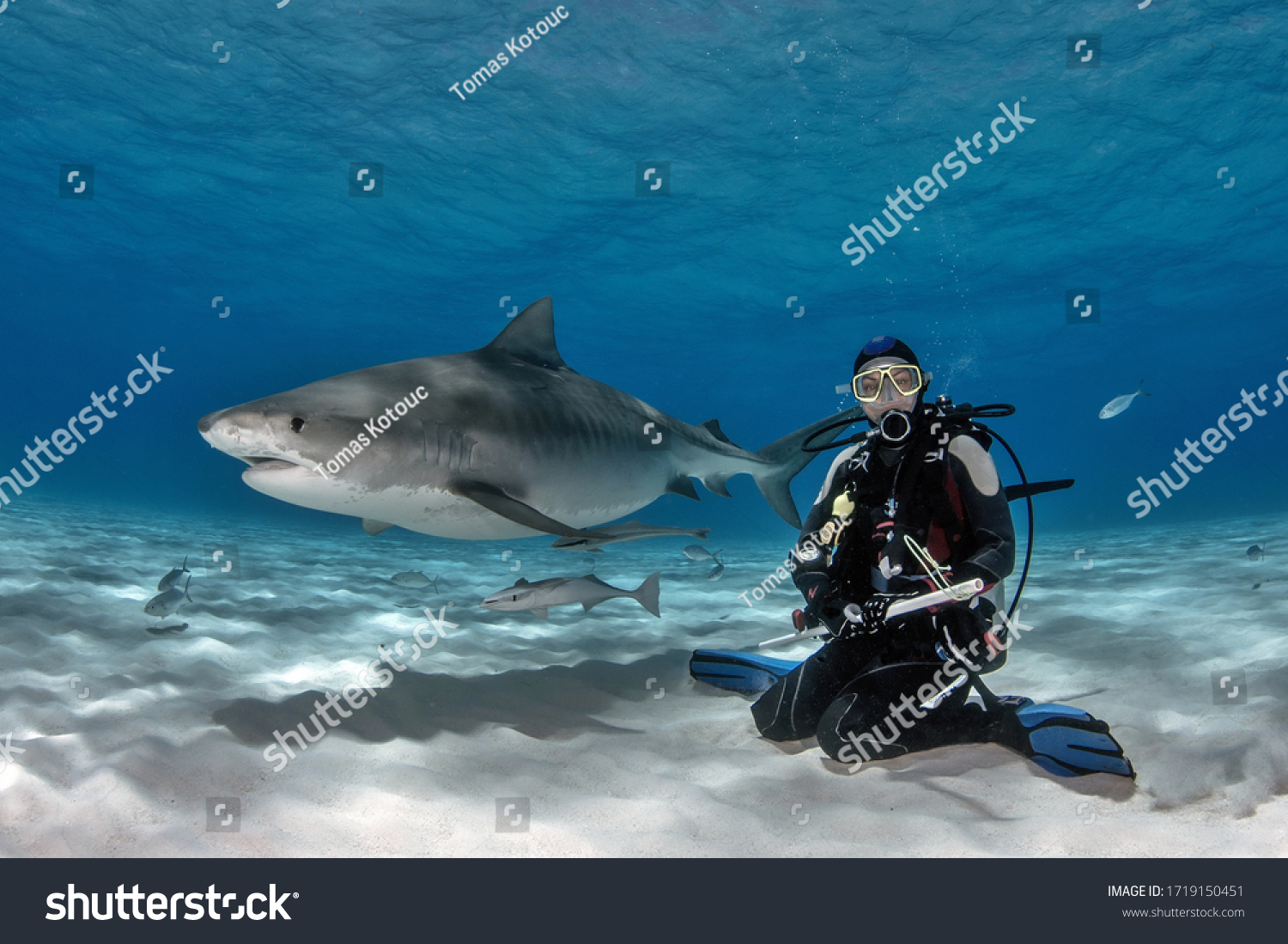 Tiger Shark interacting with Scuba Diver on Tiger Beach Bahamas #1719150451