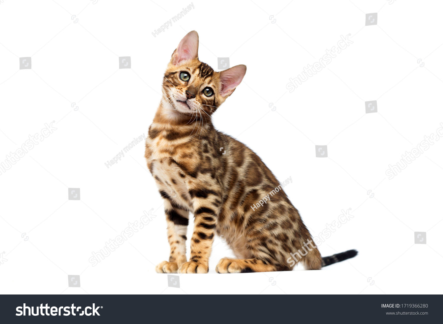 bengal cat sitting on a white background #1719366280