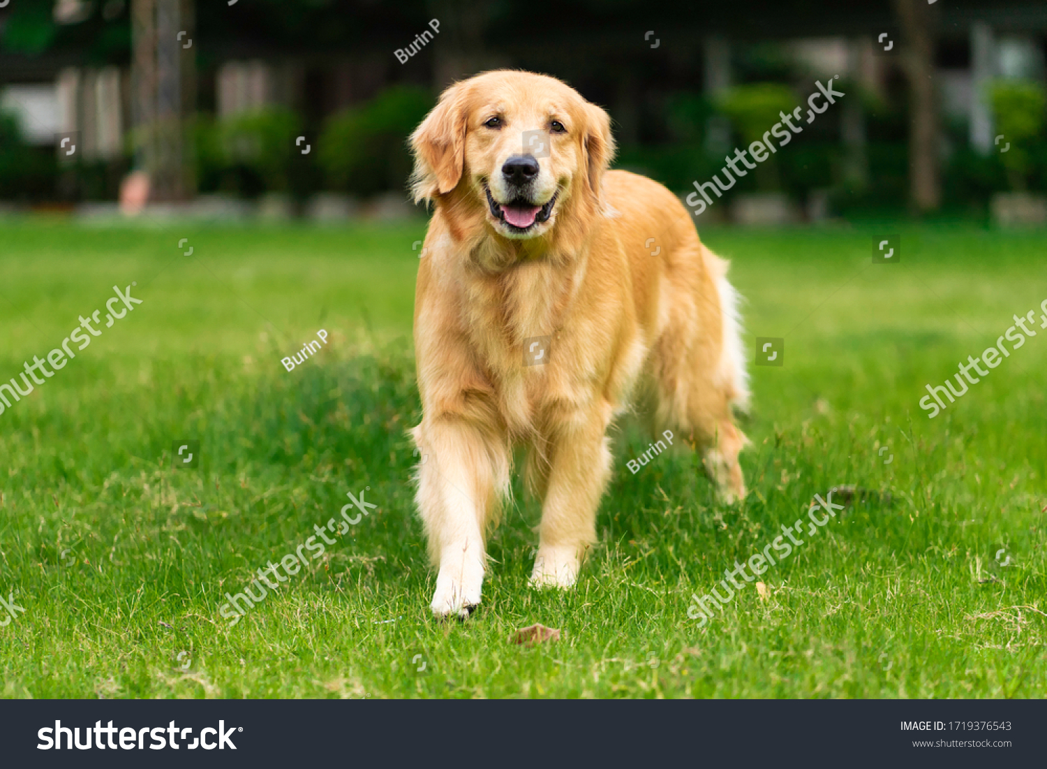Smiling Face Cute Lovely Adorable Golden Retriever Dog Walking in Fresh Green Grass Lawn in the Park  #1719376543