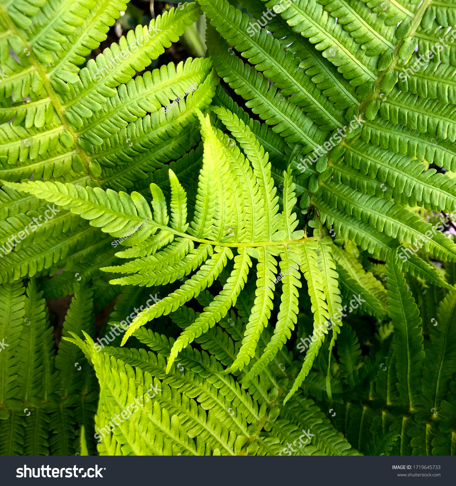macro Photo of green fern petals. Stock photo  plant fern blossomed. Fern on the background of green plants. #1719645733