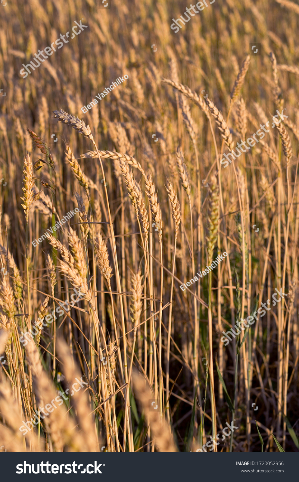 Spikelets of raw wheat in the evening sun, field, warm colors, Belarus, summer #1720052956