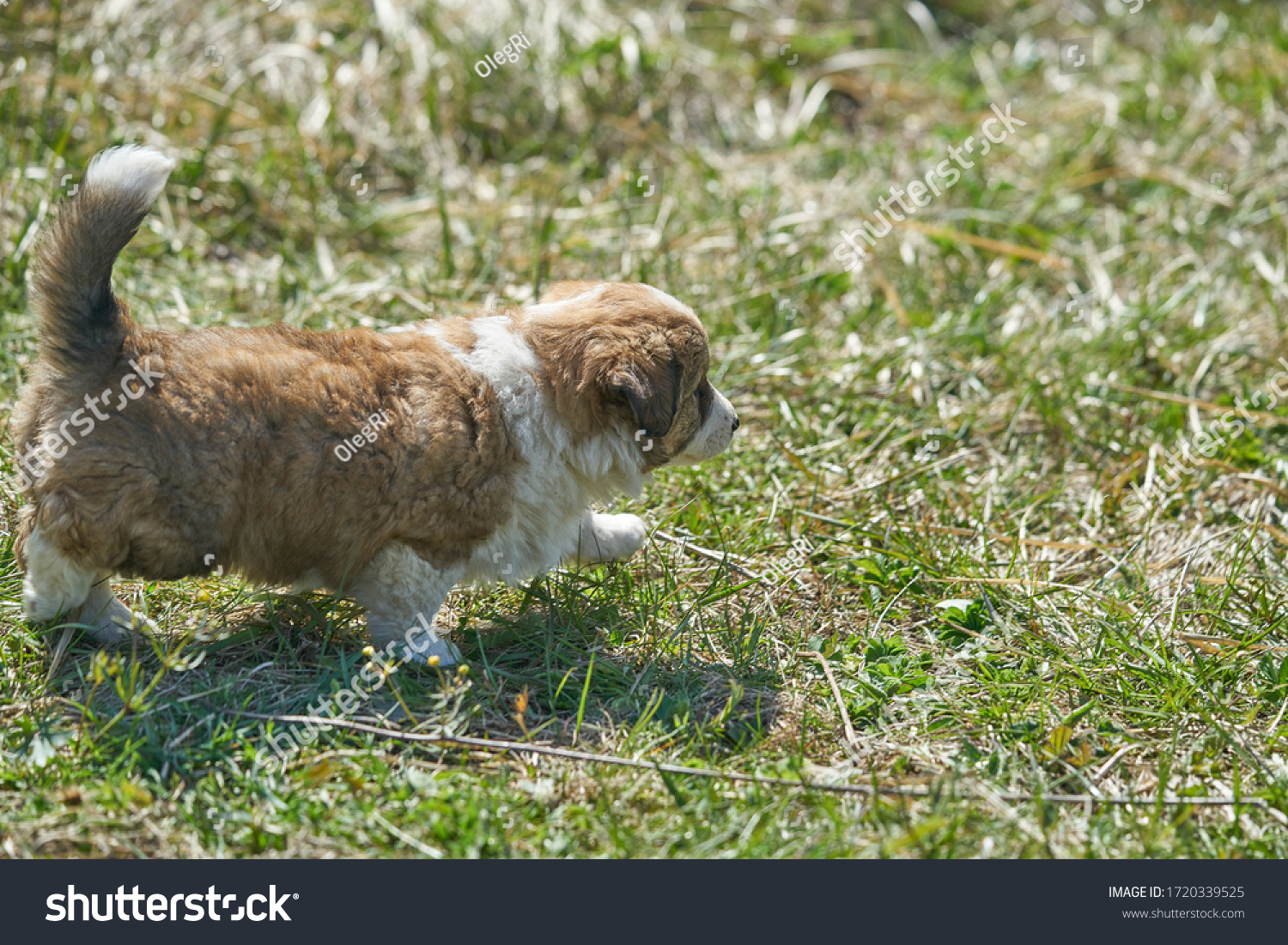 Dog on green meadow. Beagle puppy walking #1720339525