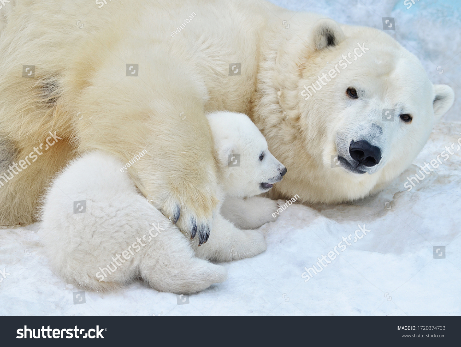 Polar bear with a bear cub. #1720374733
