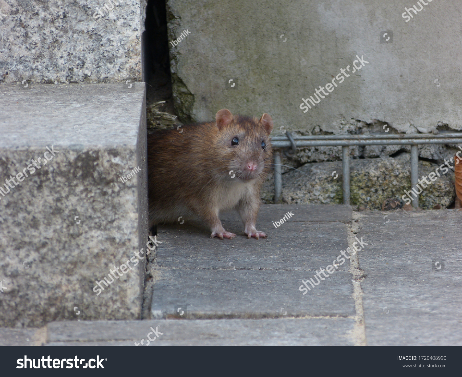 Watchful brown rat (Rattus norvegicus) #1720408990