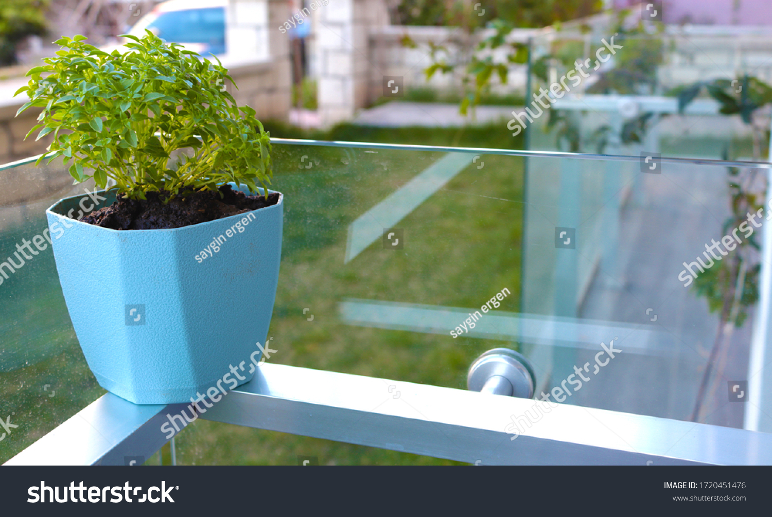 basil in small flowerpot on the balcony #1720451476