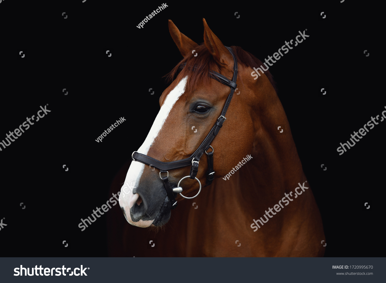 portrait of stunning dressage chestnut budyonny gelding horse in bridle isolated on black background #1720995670