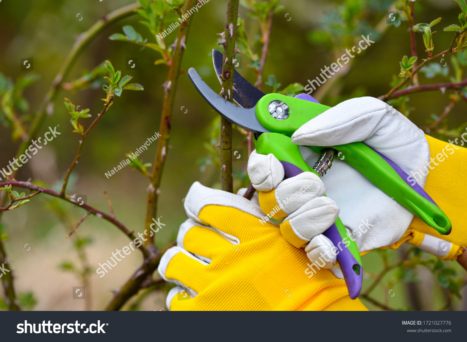 Spring pruning roses in the garden, gardener's hands with secateur #1721027776