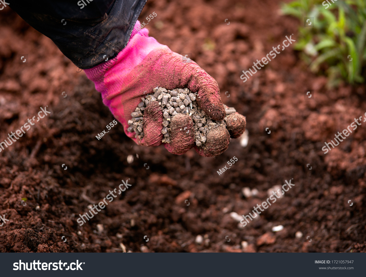Gardener adding chicken manure pellets to soil ground for planting in garden #1721057947