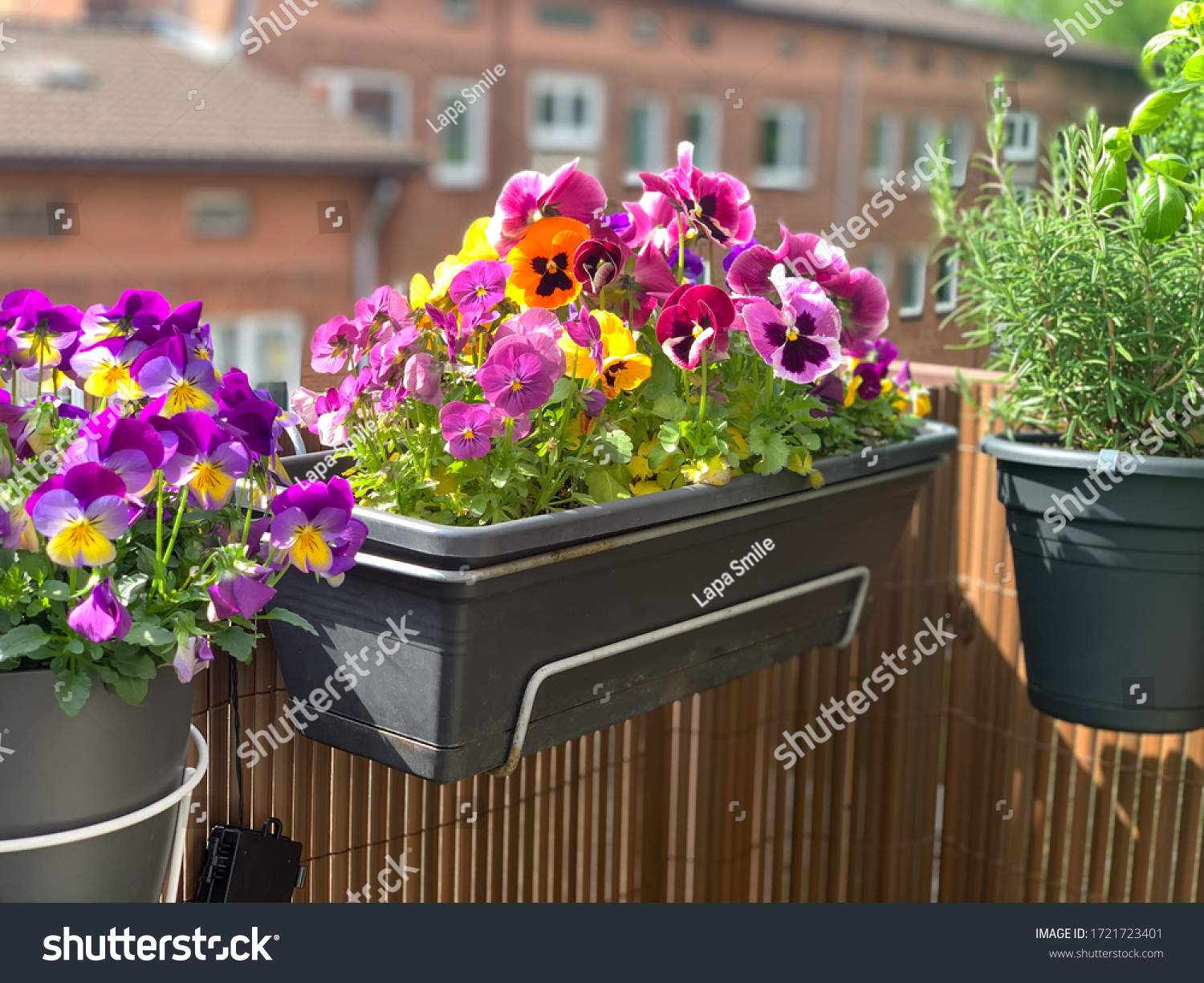 Beautiful bright heartsease pansies flowers in vibrant purple, violet, and yellow color in a long flower pot hanging on the balcony fence, spring beautiful balcony flowers high angle view #1721723401