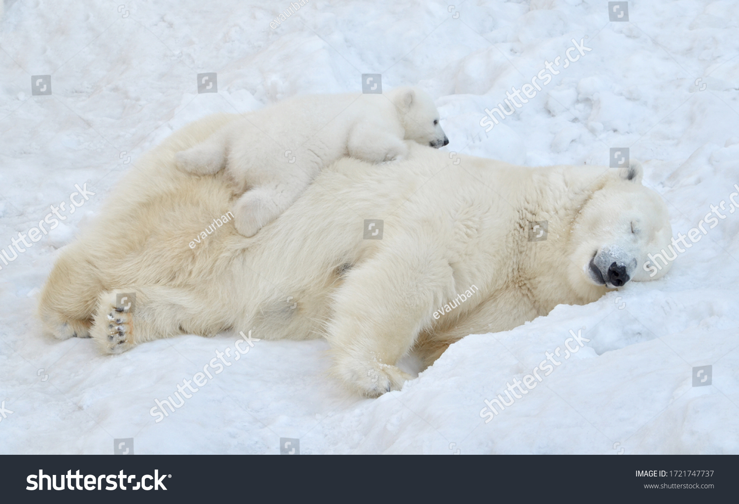 A polar bear sleeps in the snow with a small bear cub. #1721747737