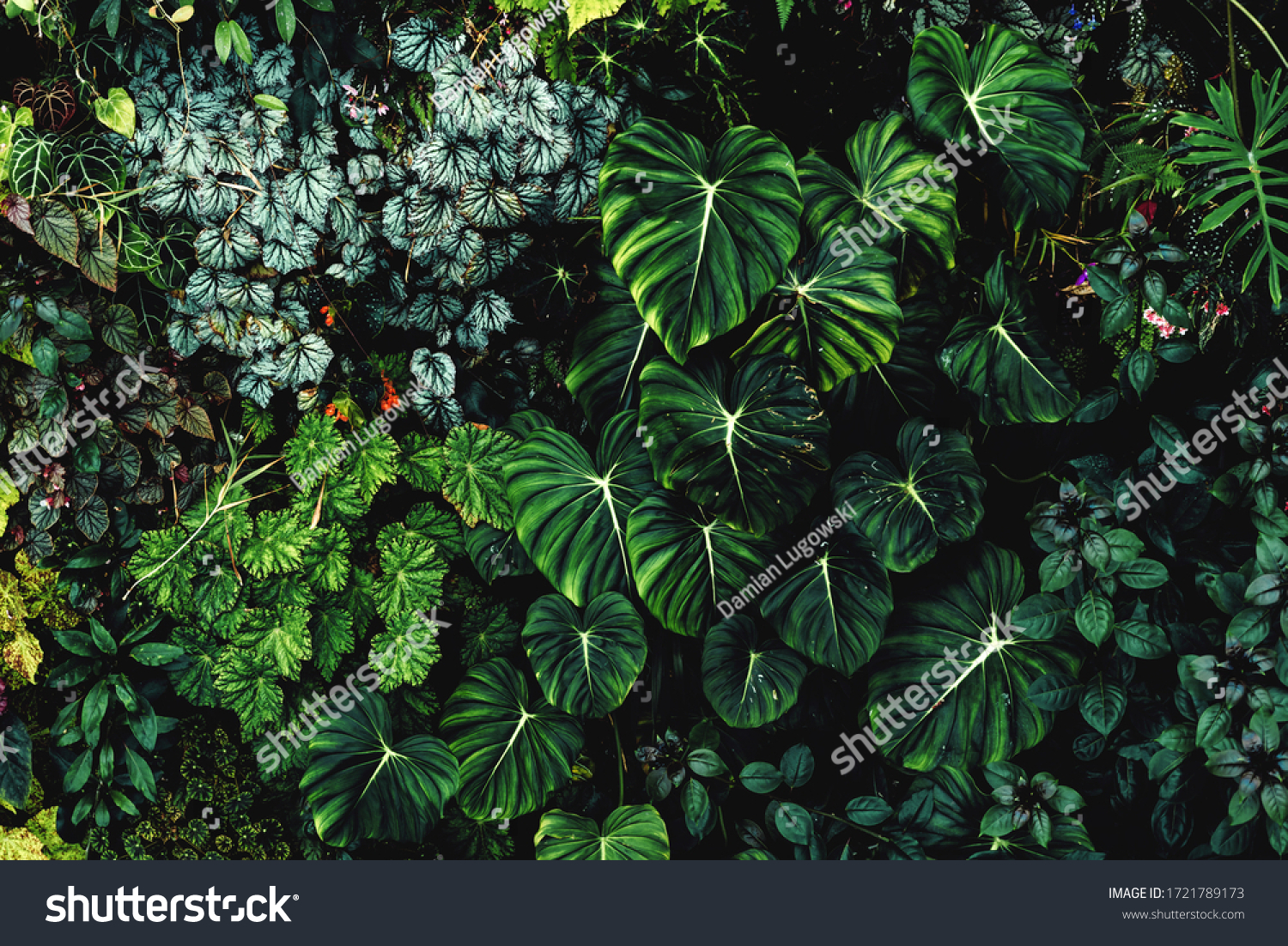 Lush foliage background. Green plant wall design of tropical leaves (anthurium, philodendron pastazanum, epiphytes or ferns). Dark green plants growing in cloud forest, rainforest in tropical climate #1721789173