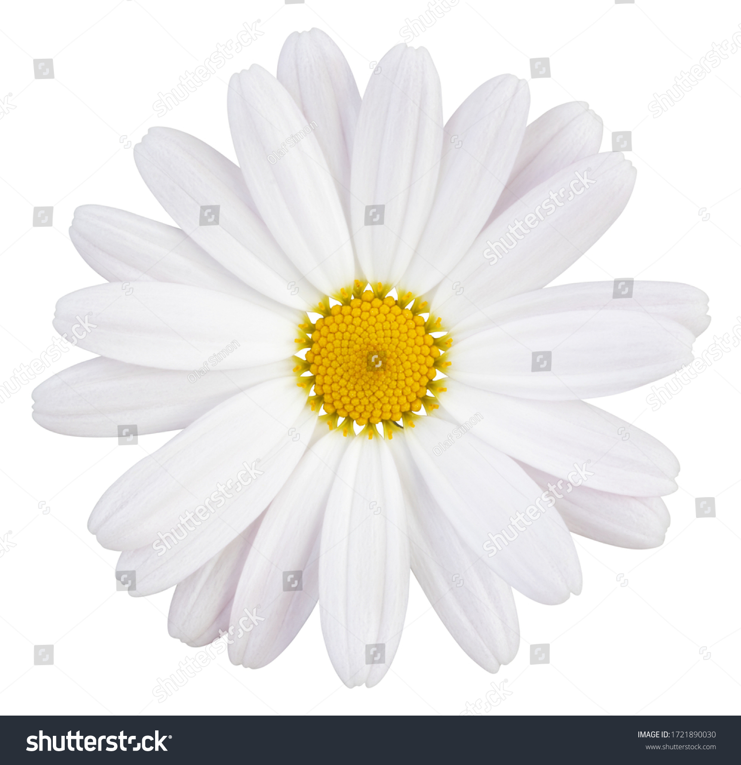 Beautiful white Daisy (Marguerite) with a little pink, isolated on white background, including clipping path.  #1721890030