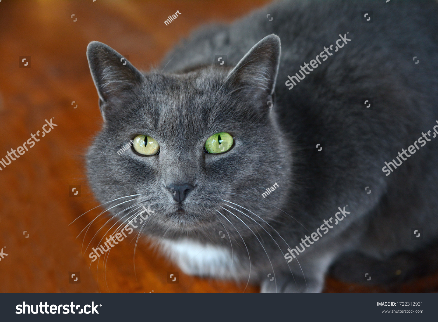 Portrait of a gray cat  #1722312931