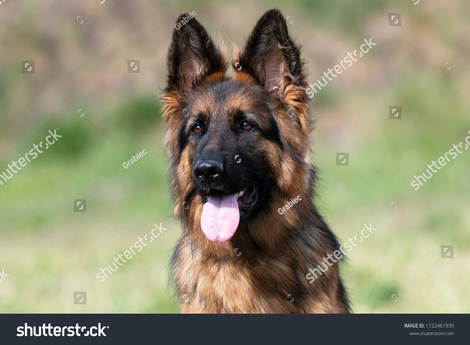 German Shepherd dog face looking nice #1722461935