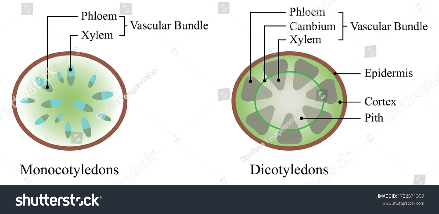 Illustration of biology. The xylem and the phloem make up the vascular tissue of a plant and transports water, sugars, and other important substances around a plant.