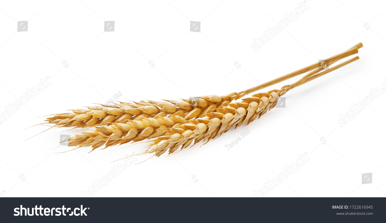 Three wheat spikelets isolated on white background #1722616945