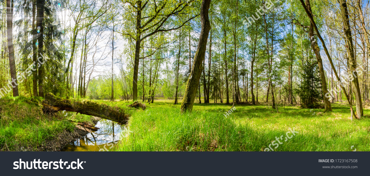 GREEN FOREST LANDSCAPE WITH WATER STREAM, TREES AND FRESH GRASS IN SUN LIGHT, BEAUTY OF SPRING NATURE #1723167508