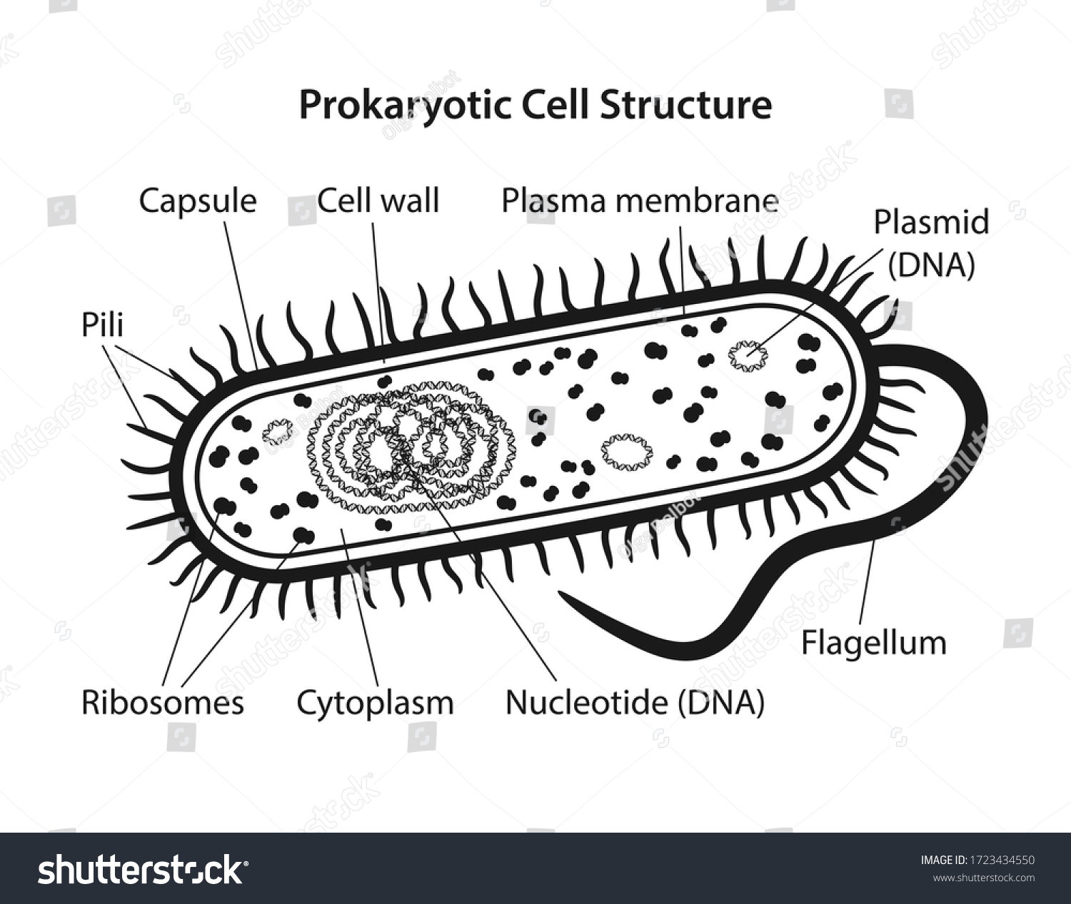 Prokaryotic cell structure with corresponding - Royalty Free Stock ...