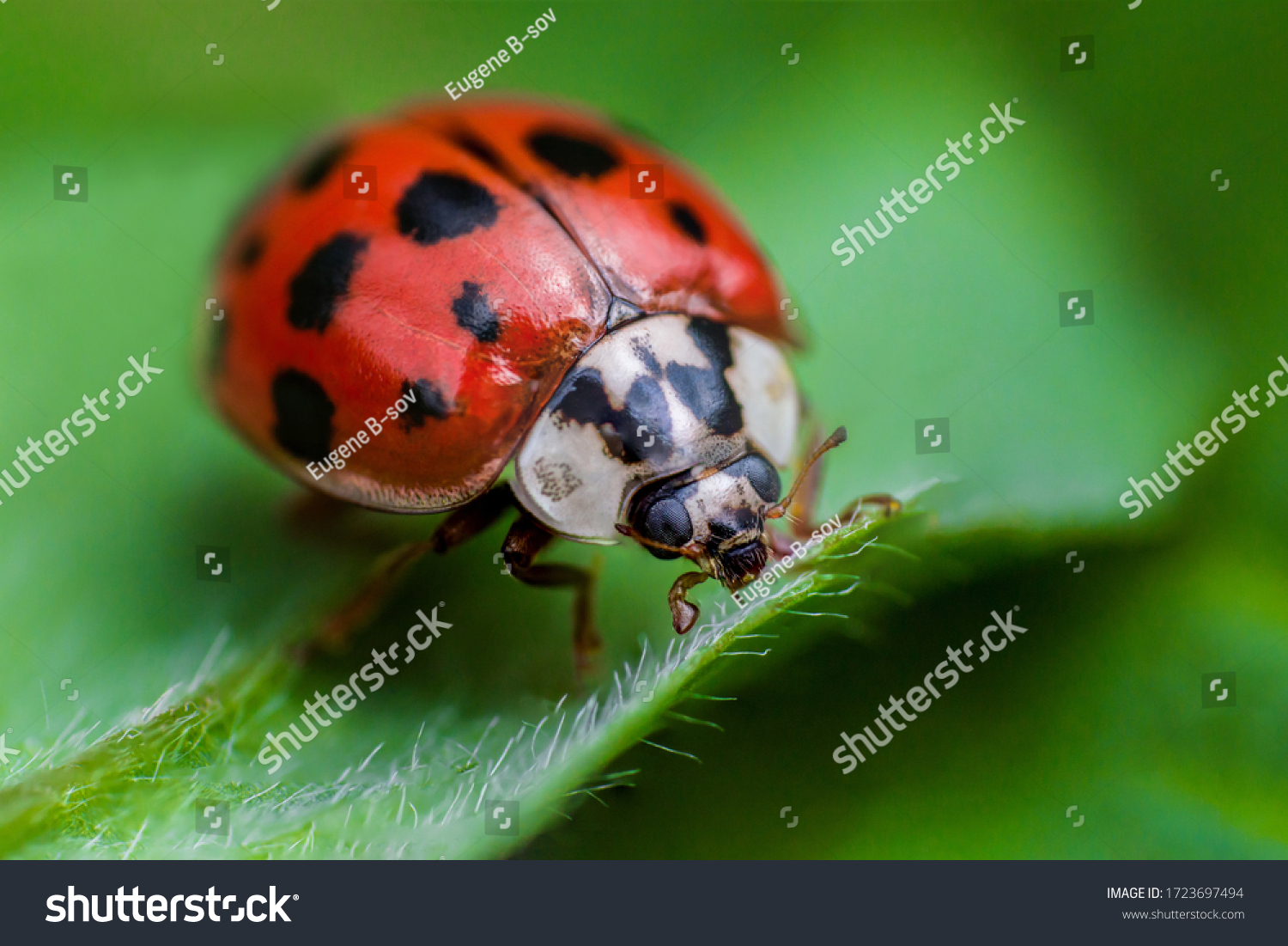 Ladybug with black eyes in macro. Super macro photo of insects and bugs. Ladybug on green leaf. #1723697494