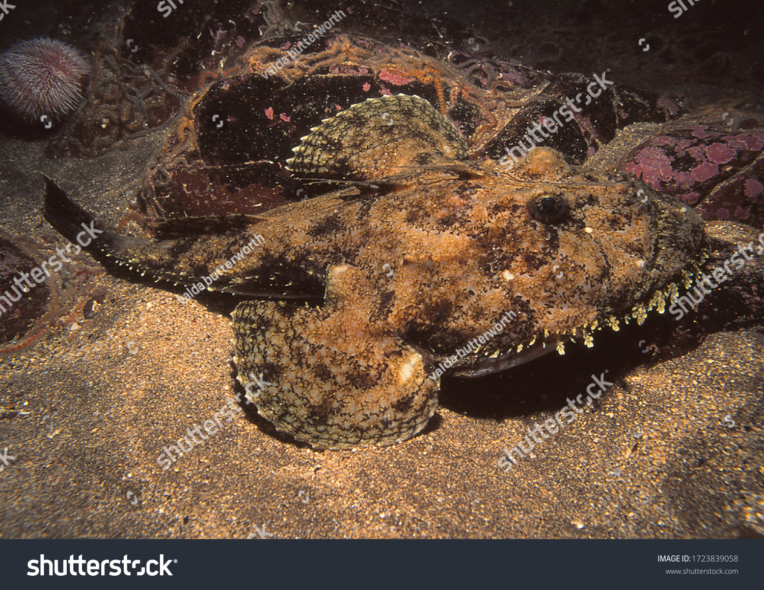angler fish (also known as monkfish) on sandy sea bed where it is very well camouflaged #1723839058