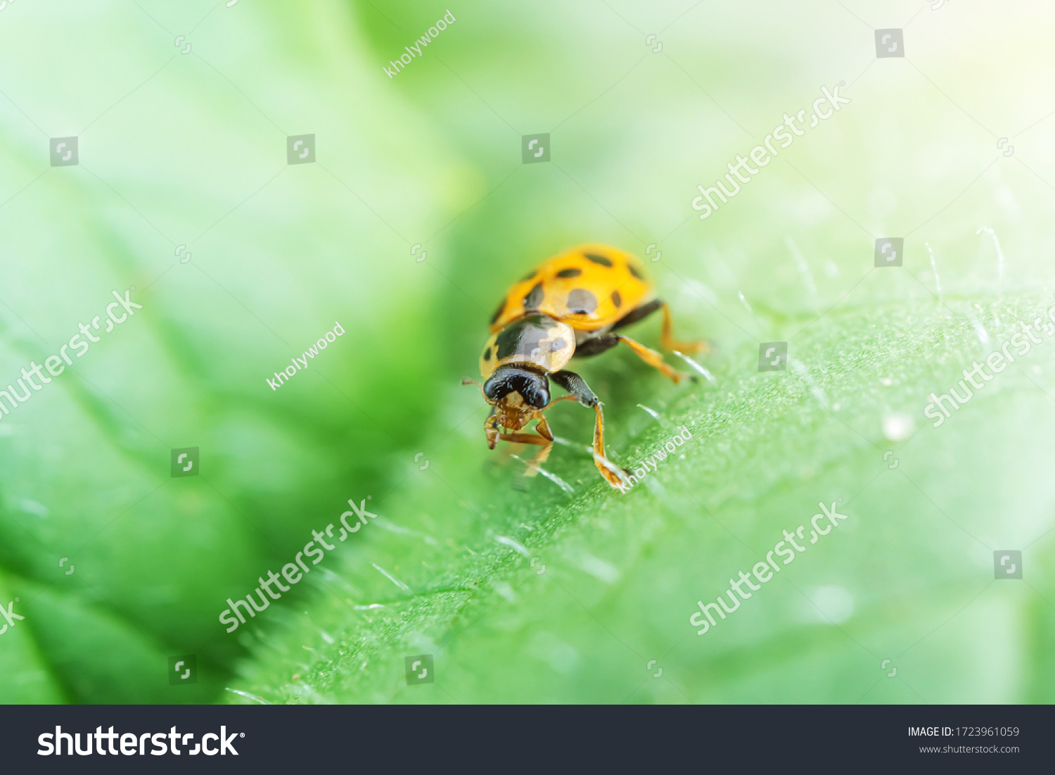 Ladybug on a green plant. The concept of nature, spring, summer. Environment Day. Macro photo. Copyspace. #1723961059