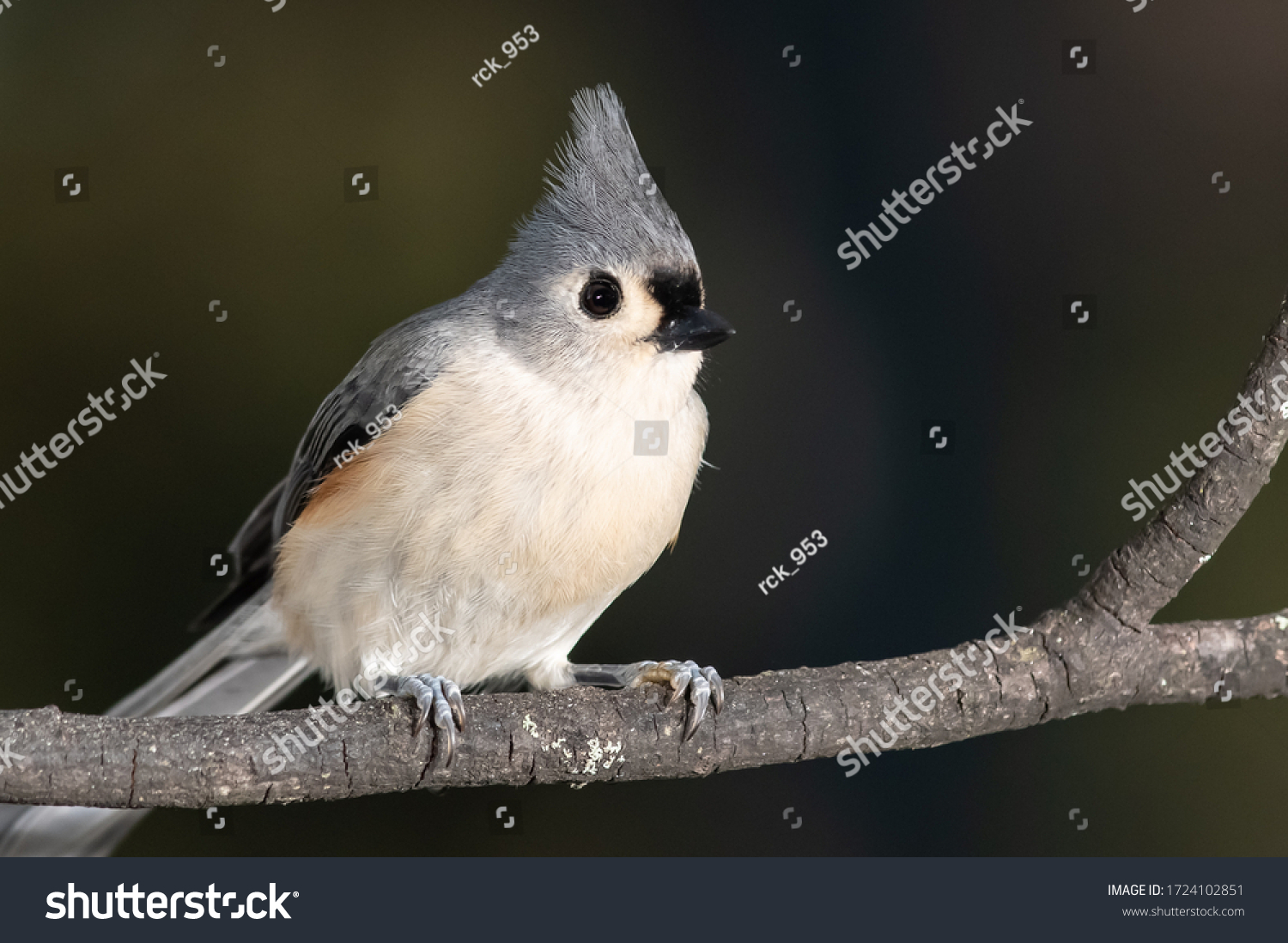 Tufted Titmouse Perched Delicately on a Slender Branch #1724102851