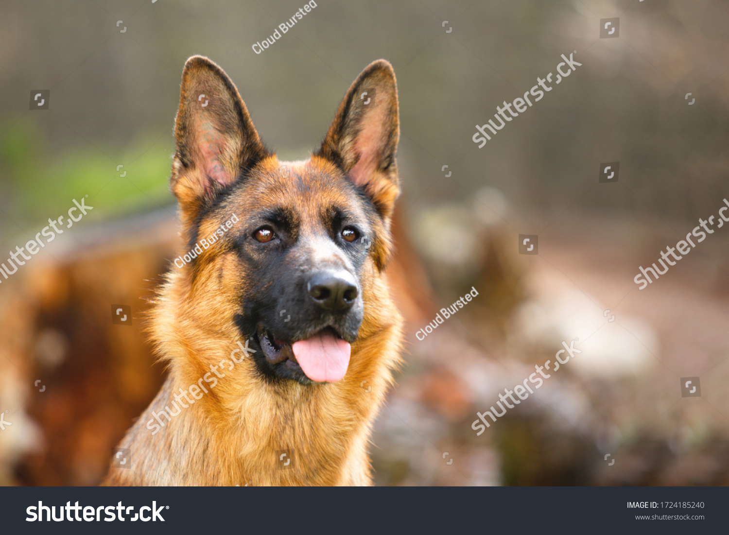 
Portrait of a German shepherd in a park. Purebred dog. #1724185240