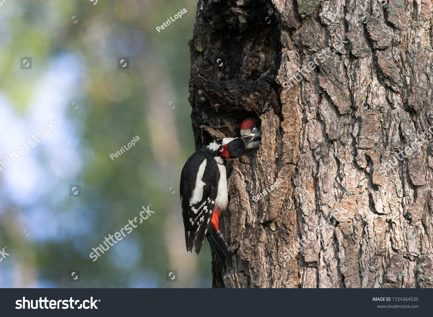 Great Spotted Woodpecker Feeding Chicks #1724364535