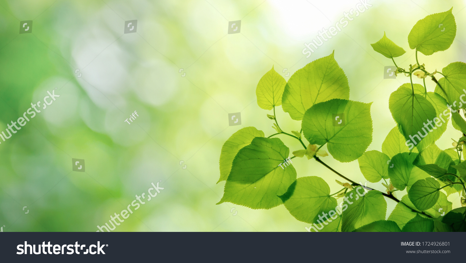 Green leaves on elm tree. Nature spring and summer background.   #1724926801