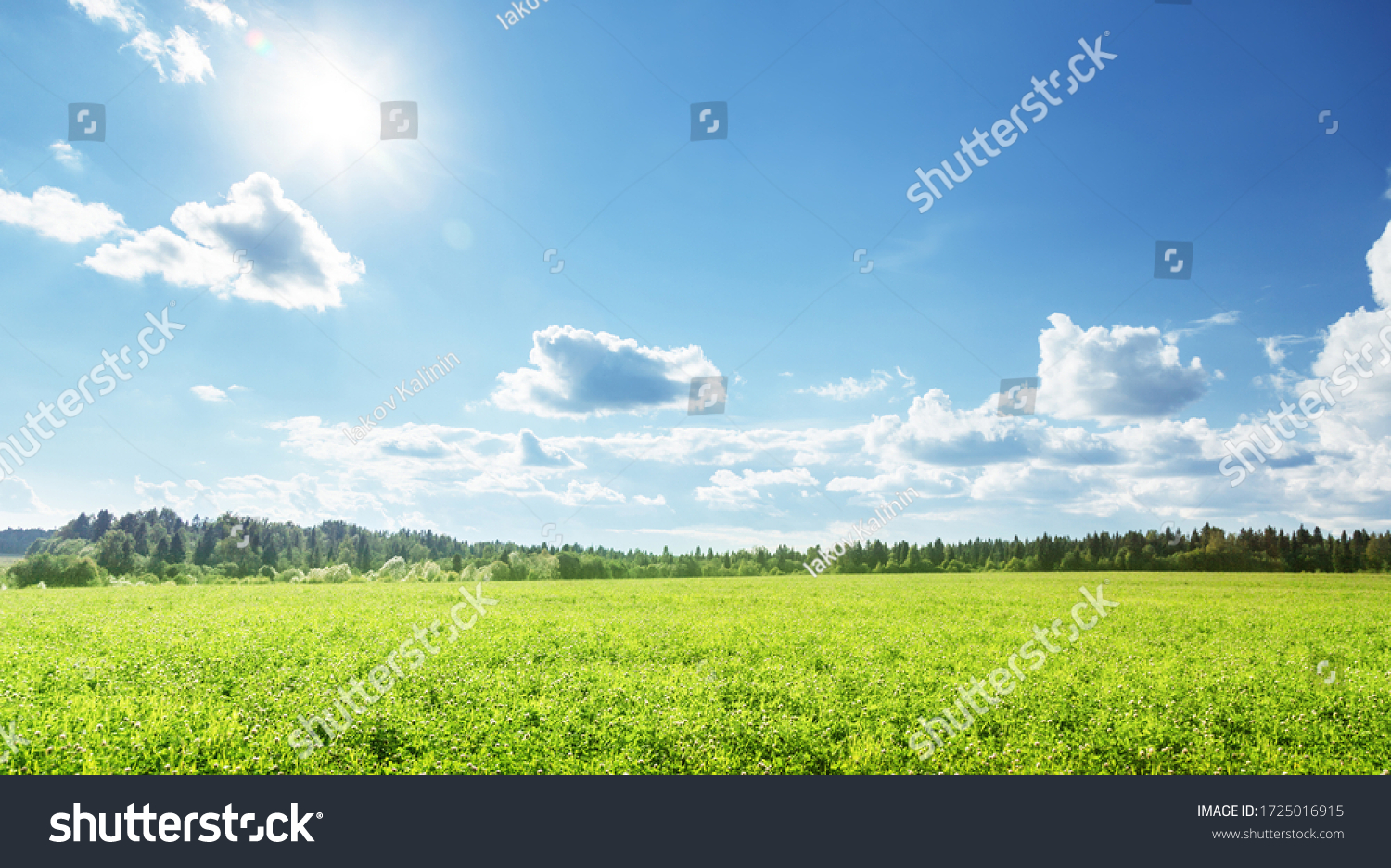 field of spring grass and perfect sky #1725016915