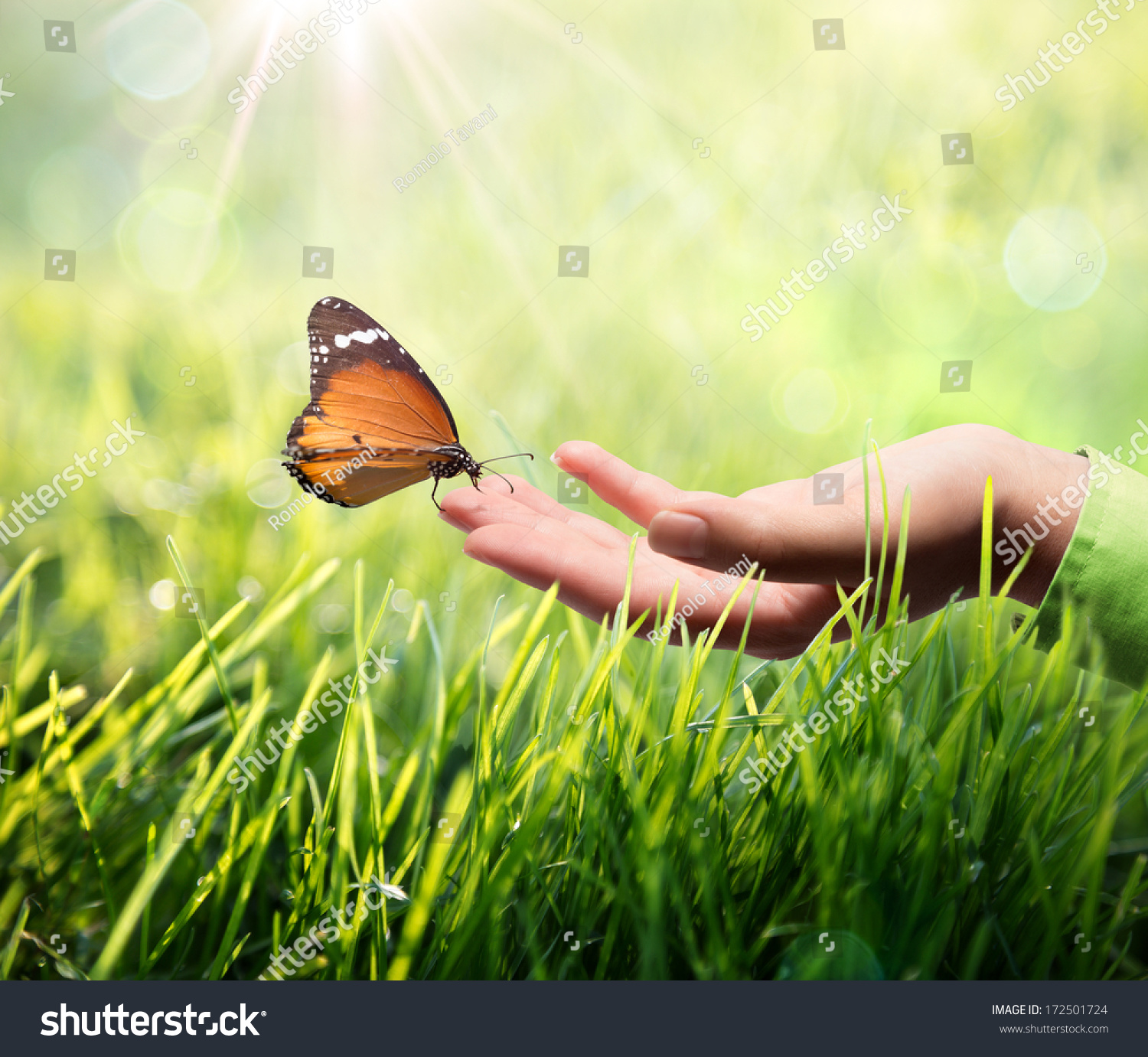 butterfly in hand on grass #172501724