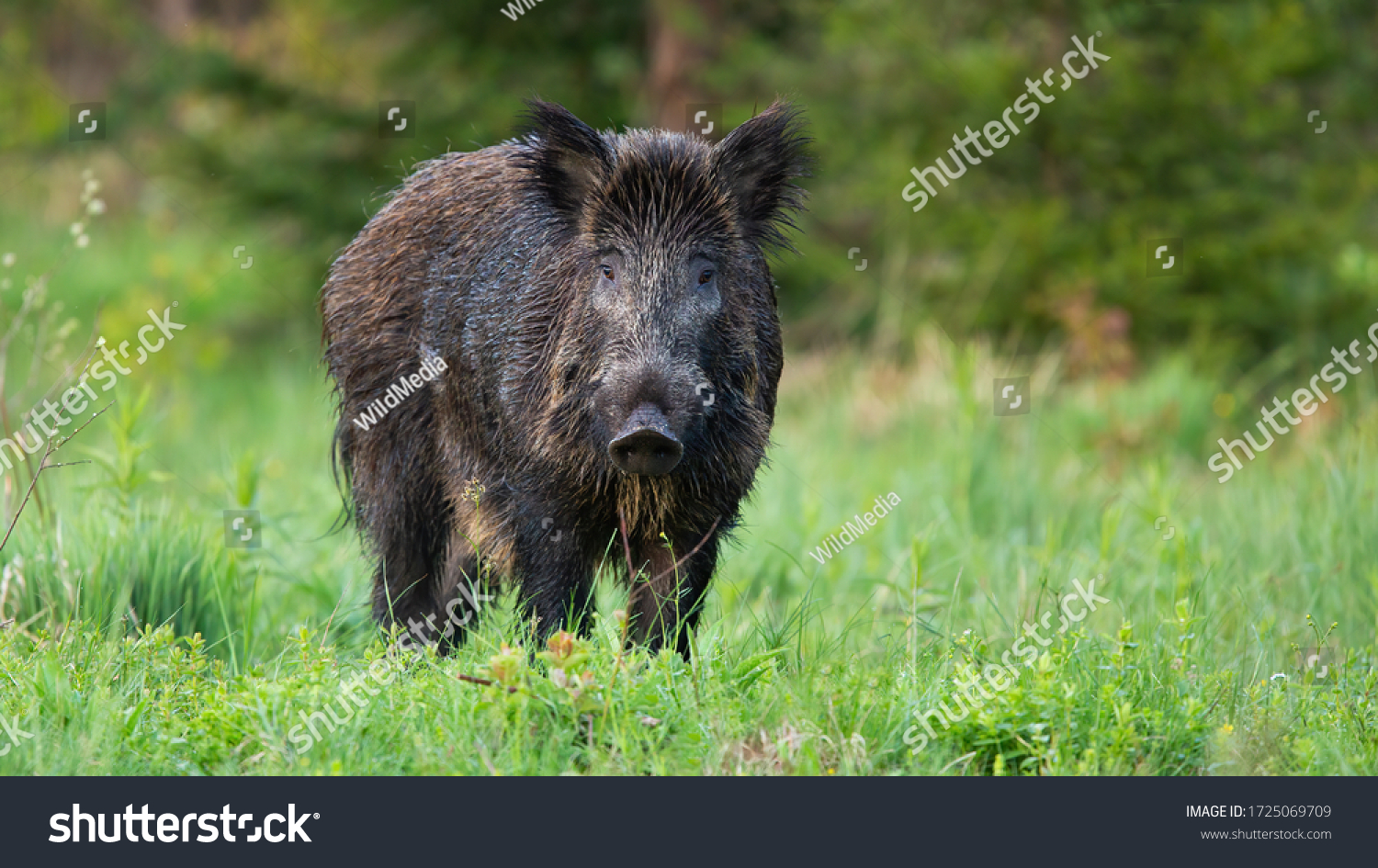 Majestic wild boar, sus scrofa, standing on the forest clearing and facing camera. Solitary massive animal in the wild nature. Cute adult hog on the pasture. Curious and harmless animal in open space. #1725069709