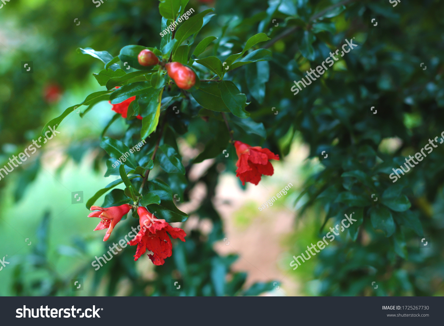 pomegranate tree flowers and leaves #1725267730