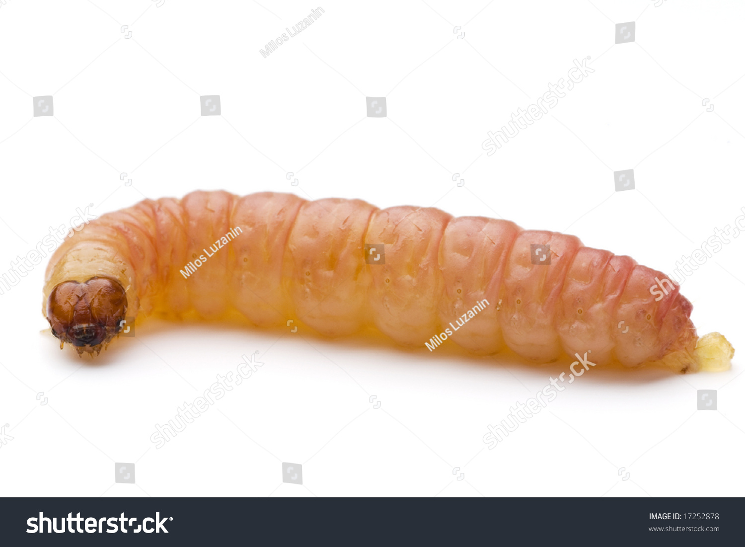a common worm on white #17252878