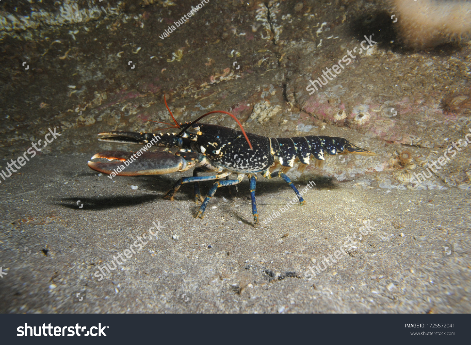 common lobster walks across sandy sea bed #1725572041