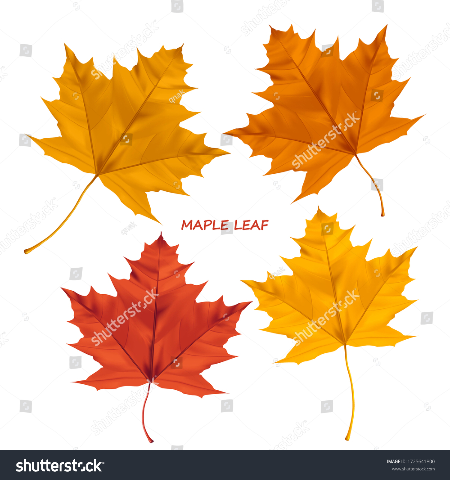 Set of realistic maple leaves isolated on a white background. Autumn maple tree leaf for the design of greeting cards, holiday banners, and posters. #1725641800