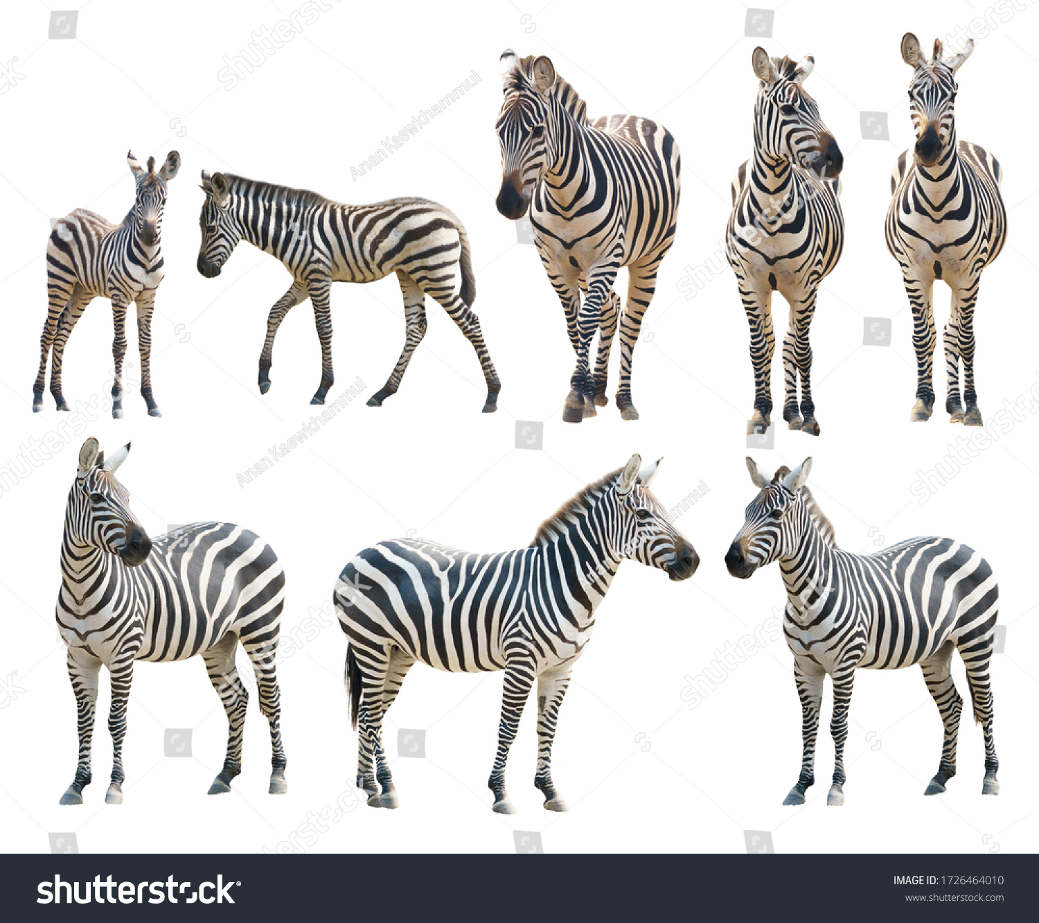 adult and young zebra isolated on white background #1726464010