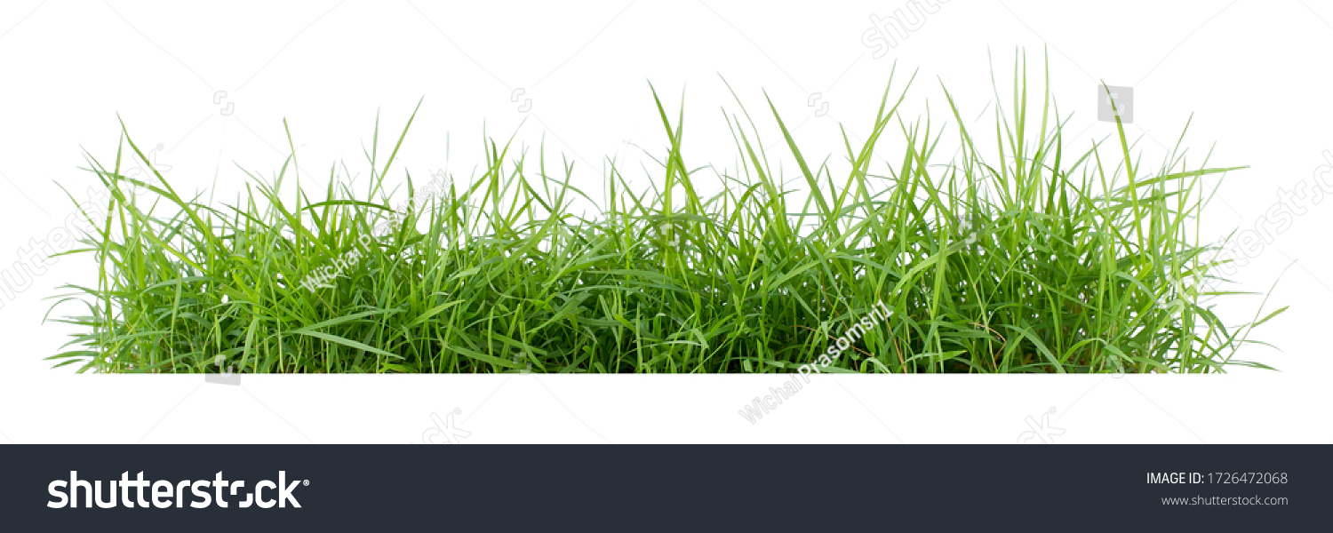 
Isolated green grass on a white background #1726472068