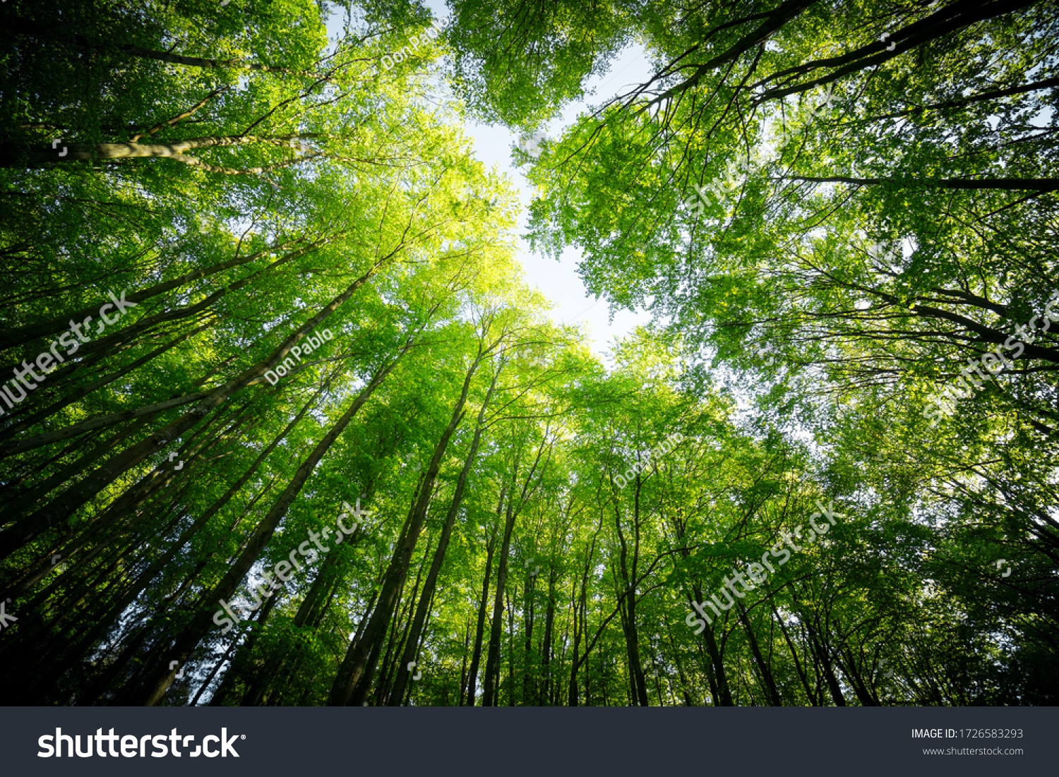 Forest, lush foliage, tall trees at spring or early summer - photographed from below #1726583293